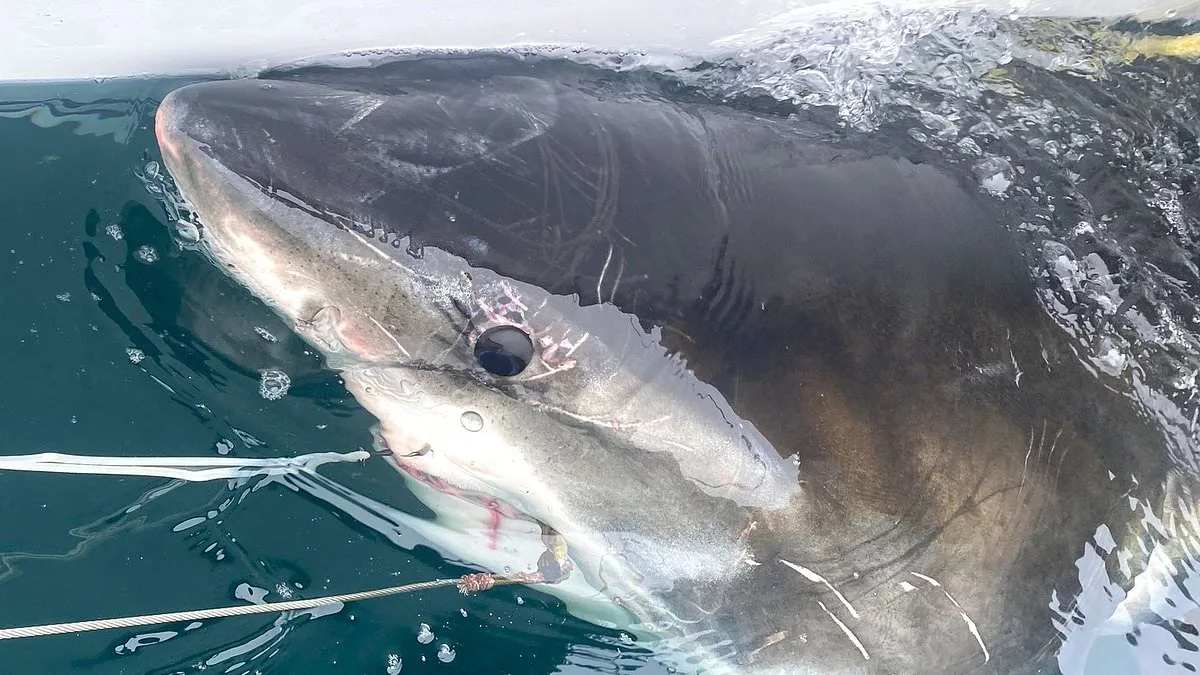 Great White Shark Sighting Near Mar-a-Lago