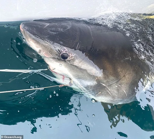 Great White Shark Sighting Near Mar-a-Lago