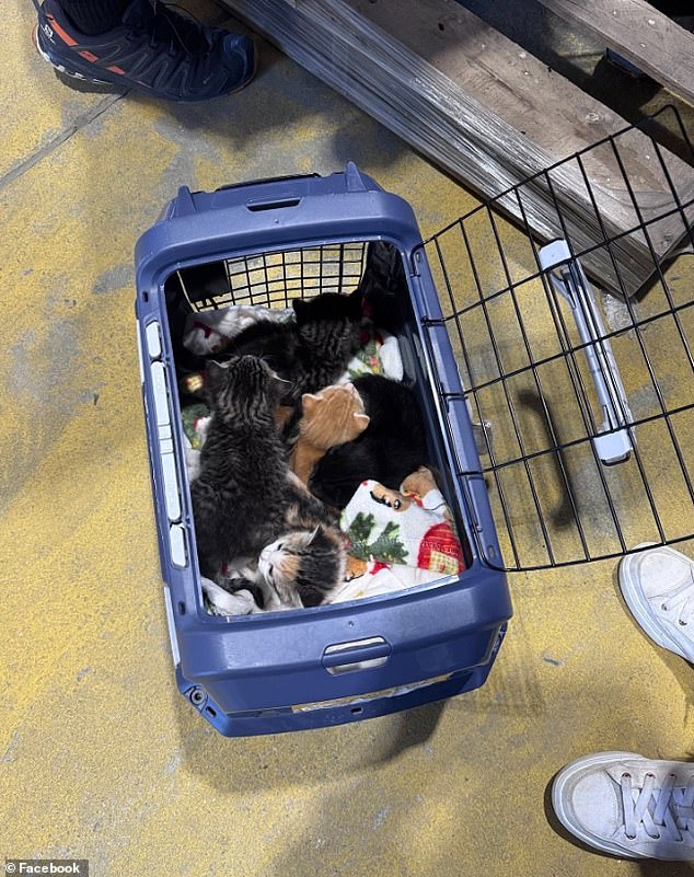 Seven kittens rescued from Lowe's after feral moms chose high shelf