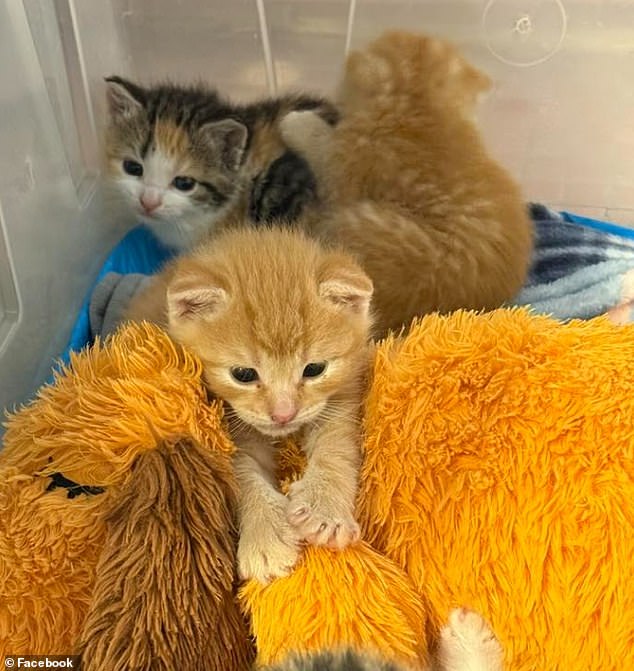 Seven kittens rescued from Lowe's after feral moms chose high shelf