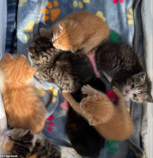 Seven kittens rescued from Lowe's after feral moms chose high shelf