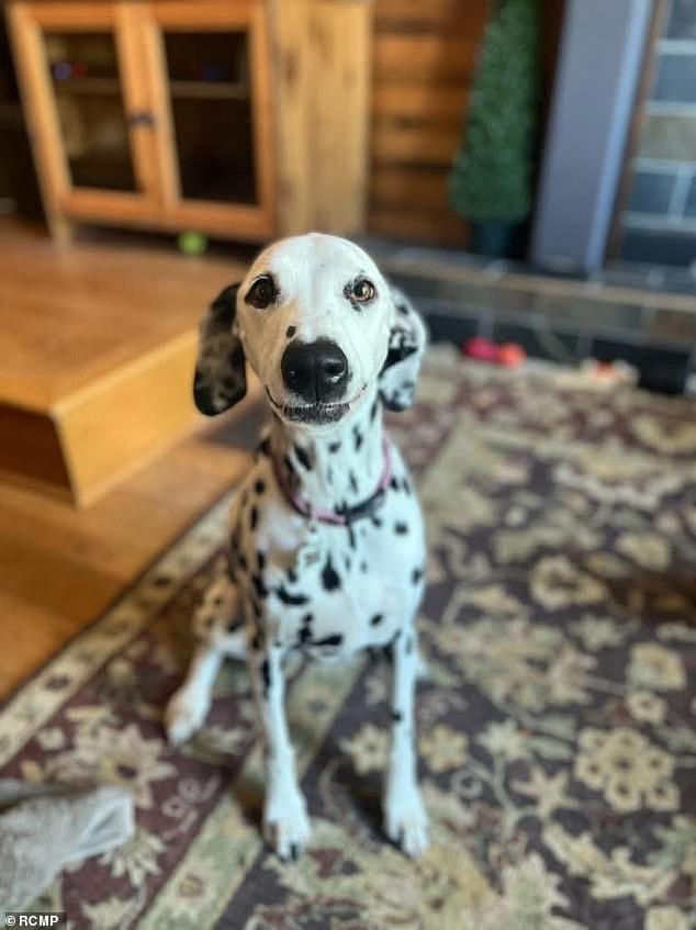 RCMP Confirm 82-Year-Old Woman Found Dead After Vanishing With Dog