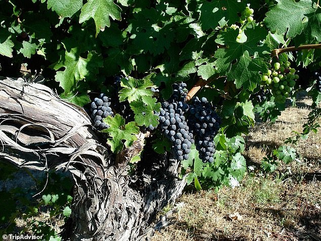 Oregon Winery Family War Ends in Shocking AI Courtroom Twist