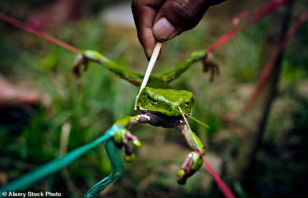 Detox Trend Linked to Death as Poisonous Frog Skin Gains Popularity