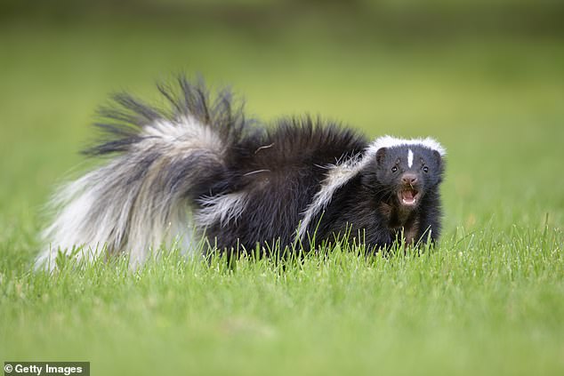Michigan farmer dies of rabies days after receiving kidney from infected donor.