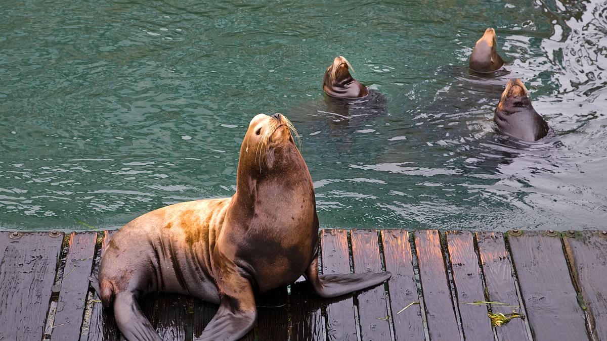 Pacific Northwest officials debate lethal sea lion culls to protect salmon.