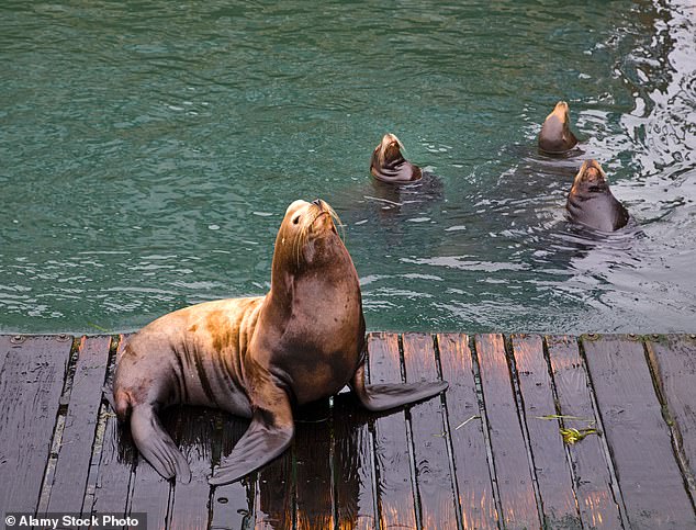 Pacific Northwest officials debate lethal sea lion culls to protect salmon.