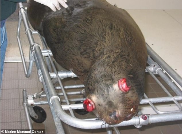 Pacific Northwest officials debate lethal sea lion culls to protect salmon.
