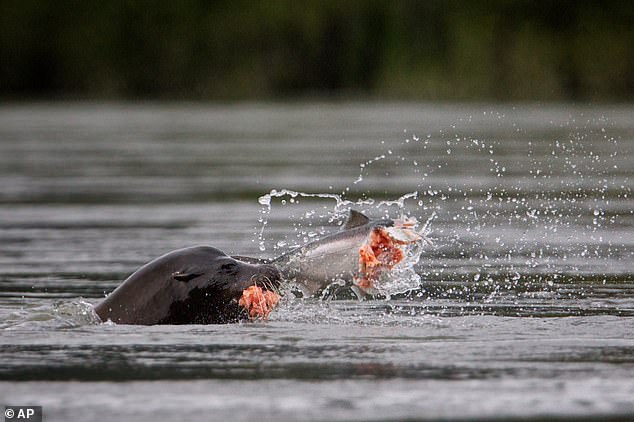 Pacific Northwest officials debate lethal sea lion culls to protect salmon.