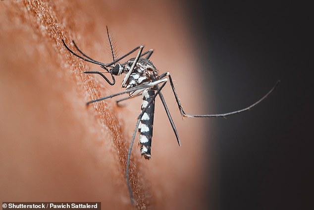 World Cup crowds create ideal conditions for infectious diseases to spread globally.