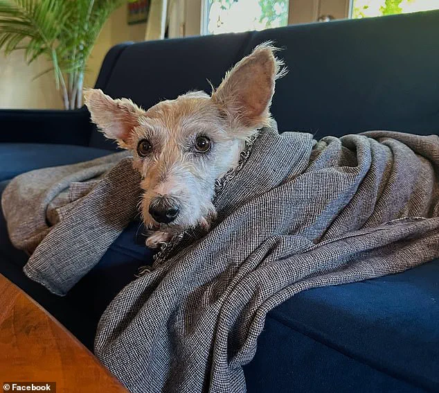 Fugitive Dog Scrim Finally Caught After Months on the Run