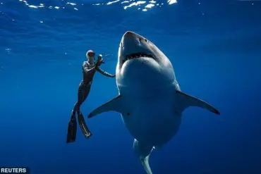 Massive Great White Shark Spotted Off Florida Coast