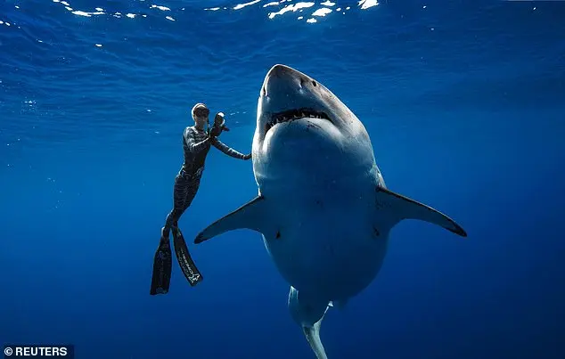 Massive Great White Shark Spotted Off Florida Coast