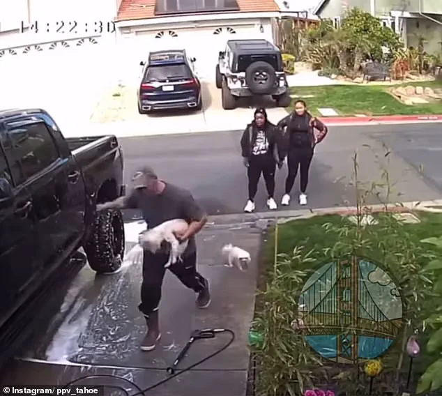 Shocking Video of Woman Kicking Dog in Bay Area Sparks Outrage