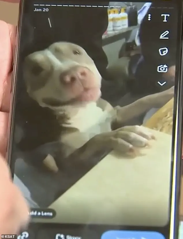 Texas woman's pit bull viciously mauled man's face