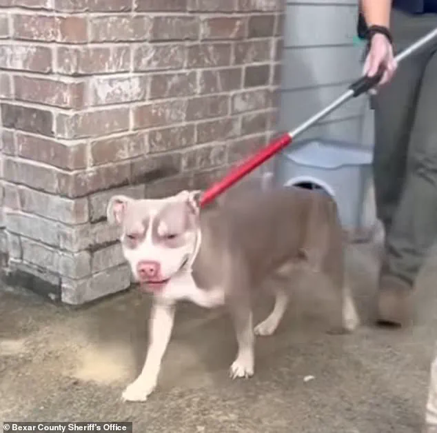 Texas woman's pit bull viciously mauled man's face