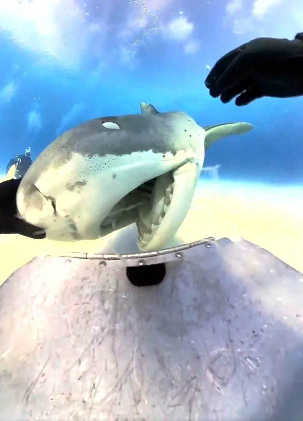 Tiger Shark Swallows Diving Camera Whole in Bahamas Encounter