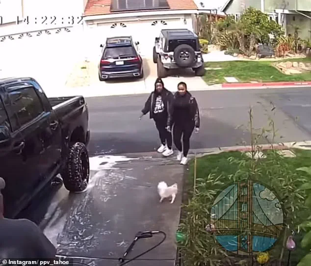 Vicious Attack on Dog Catches on Bell Cam in California