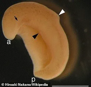 Breakthrough Discovery Traces Human Anus Evolution Back 550 Million Years