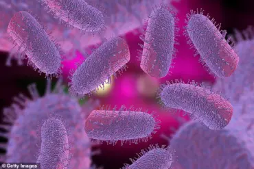 Michigan Resident Dies from Rabies Contracted Through Organ Transplant