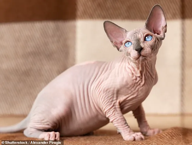 Nicole Kidman's Hairless Cats Inspire Unexpected Laughter and Delight
