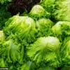 Alarm Raised Over Tenfold Increase in Deadly E. coli Strain Linked to Contaminated Lettuce