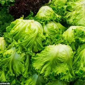 Alarm Raised Over Tenfold Increase in Deadly E. coli Strain Linked to Contaminated Lettuce