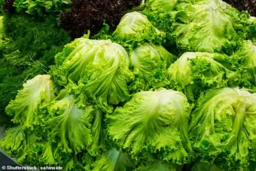 Alarm Raised Over Tenfold Increase in Deadly E. coli Strain Linked to Contaminated Lettuce