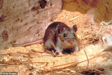 Exclusive: Experts Warn of Rare Hantavirus Spread in US, Echoing Gene Hackman's Tragedy