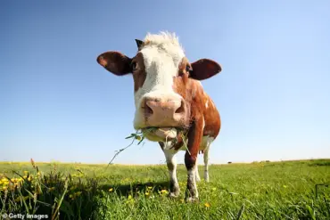 Uddermint: From Cow Treatment to Popular Human Pain Relief Cream