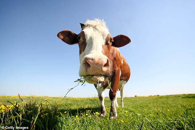 Uddermint: From Cow Treatment to Popular Human Pain Relief Cream