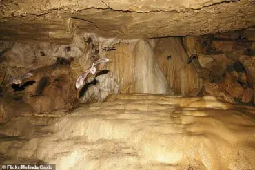 A Nightmare in the Caves: Family's Costa Rica Vacation Turns Tragic After Histoplasmosis Outbreak Linked to Bat Droppings, as One Relative Says, 'We Thought It Was an Adventure, Not a Health Crisis'