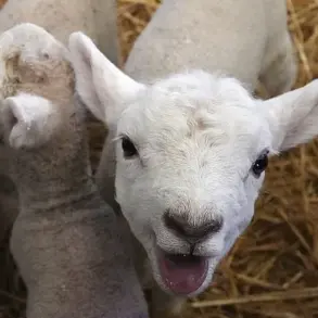 Health Officials in Wales Warn of Escalating Cryptosporidium Outbreak Linked to Petting Farm, as Cases Surge to 74