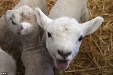 Health Officials in Wales Warn of Escalating Cryptosporidium Outbreak Linked to Petting Farm, as Cases Surge to 74