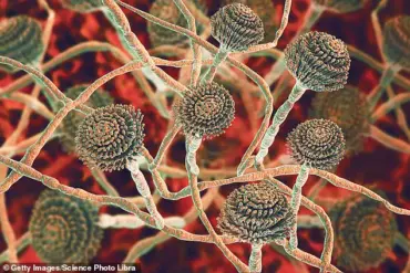 Health Officials Warn of 'Serious Threat to Humanity' as Resilient Fungus Spreads in UK Hospitals, Experts Urge Immediate Action