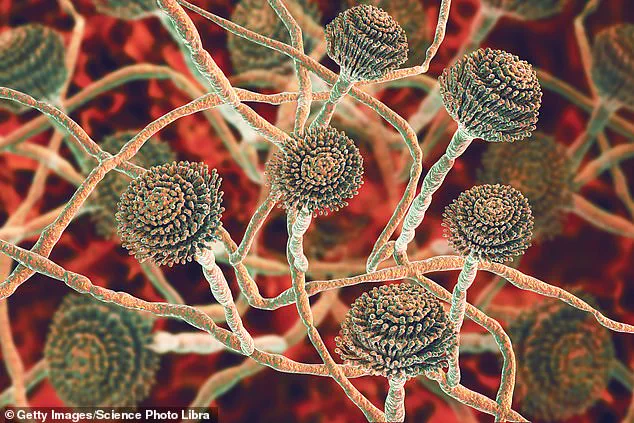 Health Officials Warn of 'Serious Threat to Humanity' as Resilient Fungus Spreads in UK Hospitals, Experts Urge Immediate Action