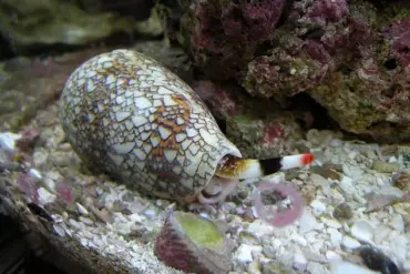 Urgent Warning: Cone Snails Pose Lethal Threat to Beachgoers as Hidden Danger Lurks on Summer Shores