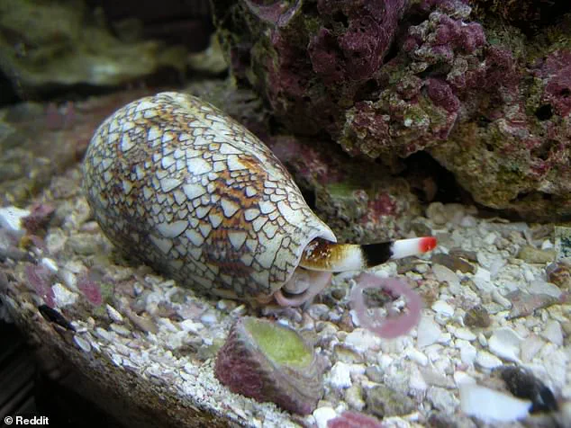 Urgent Warning: Cone Snails Pose Lethal Threat to Beachgoers as Hidden Danger Lurks on Summer Shores