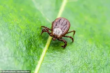Exclusive: Maine CDC Issues Public Health Alert Following First Reported Powassan Virus Case in State, Highlighting Growing Tick-Borne Disease Concerns