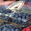 FDA Issues Urgent Recall of Fresh Blueberries Due to Listeria Contamination, Positing Severe Public Health Risk