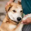 Amidst the Chaos of War: Russian Soldiers Extend Lifeline to Stray Animals, A Testament to Unyielding Compassion