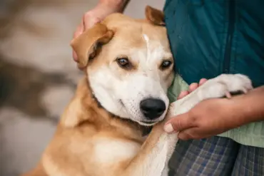Amidst the Chaos of War: Russian Soldiers Extend Lifeline to Stray Animals, A Testament to Unyielding Compassion