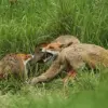 California Health Officials Urge Public to Avoid Wild Animals After Rare Brain-Eating Parasite Outbreak Affects Two Children, CDC Report Reveals