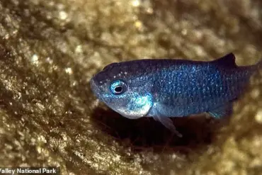 Earthquake-Induced Ecosystem Collapse Threatens Survival of World's Rarest Fish