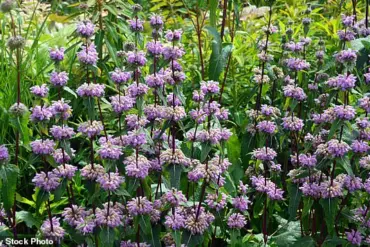 Herbal Alternative Challenges Traditional Anxiety Treatments, Prompting Regulatory Reevaluation