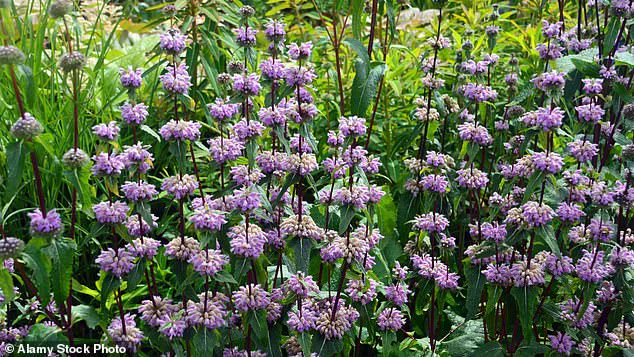 Herbal Alternative Challenges Traditional Anxiety Treatments, Prompting Regulatory Reevaluation