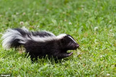 New Jersey Officials Warn of Rabies Resurgence After Sixth Confirmed Case in Camden County