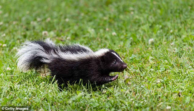 New Jersey Officials Warn of Rabies Resurgence After Sixth Confirmed Case in Camden County