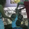 San Antonio Aquarium Incident: 6-Year-Old Injured by Octopus During Interactive Tank Visit