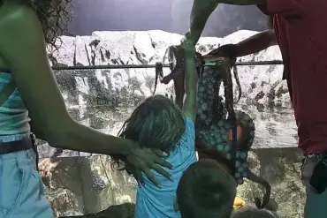 San Antonio Aquarium Incident: 6-Year-Old Injured by Octopus During Interactive Tank Visit